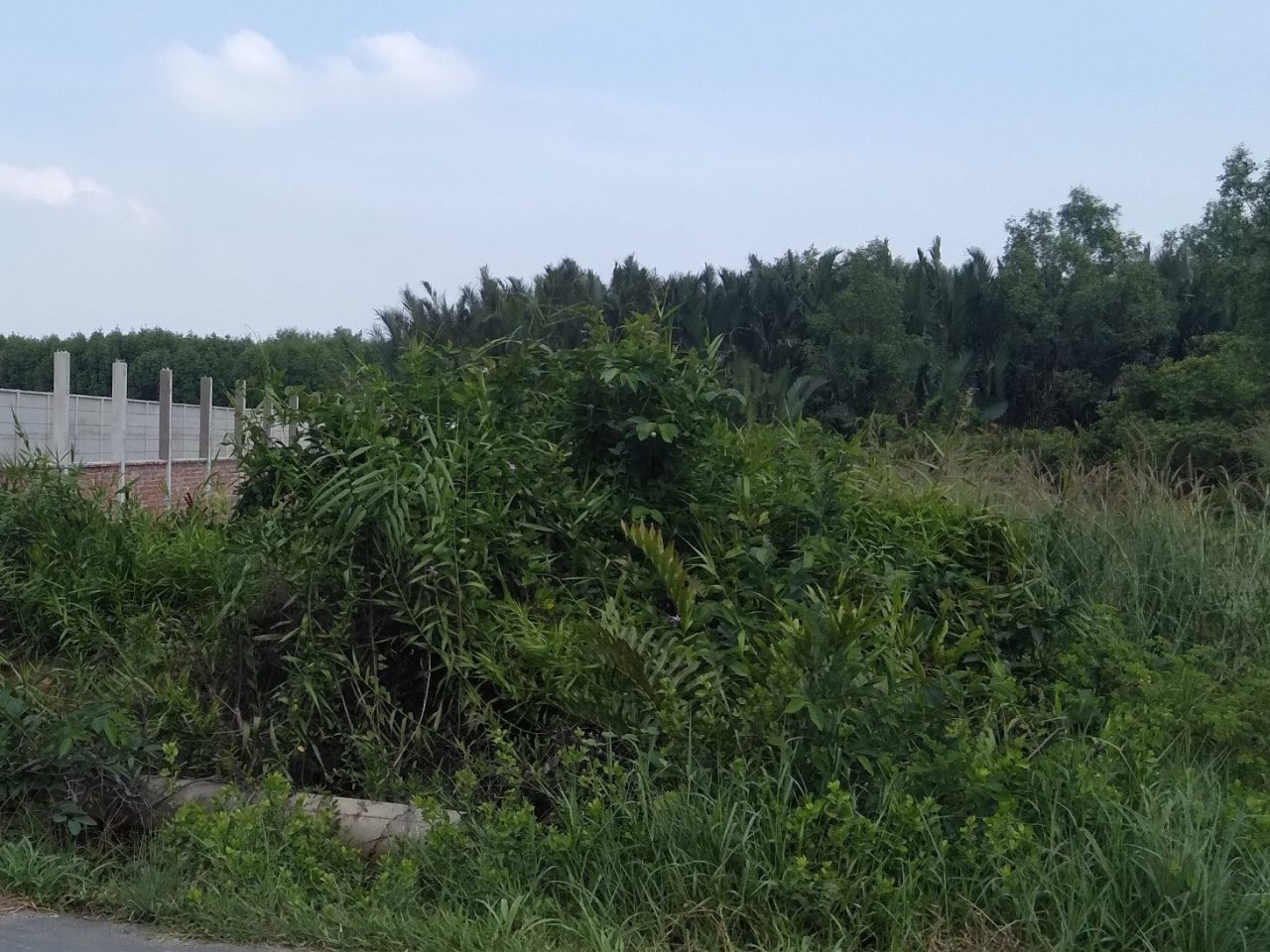 bán đất mặt tiền an thới đông